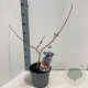 Hamamelis int. 'Jelena' 30-40 cm 5,0L