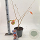 Hamamelis int. 'Jelena' 30-40 cm 5,0L