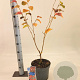 Hamamelis int. 'Ruby Glow' 30-40 cm 5,0L