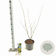 Hamamelis int. 'Westerstede' 30-40 cm 5,0L