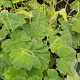 Heuchera villosa GM P9