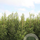 Ilex aquifolium 100-125 cm met kluit