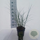 Miscanthus sin. 'Adagio' 50-60 cm 3,0L