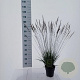 Molinia caerulea 'Edith Dudszus' GM C3