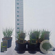 Molinia caerulea 'Heidebraut' 40-70 cm 2,0L