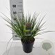 Molinia caerulea 'Heidebraut' GM C3