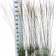 Molinia caerulea 'Heidebraut' GM C3