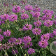 Monarda fistulosa 'Pummel' GM P9