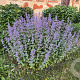 Nepeta grandiflora 'Summer Magic' GM P9