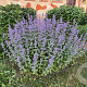 Nepeta grandiflora 'Summer Magic' GM P9