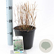 Panicum virgatum 'Heavy Metal' 30-60 cm 2,0L