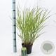 Panicum virgatum 'Rehbraun' 30-60 cm 2,0L
