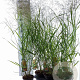 Panicum virgatum 'Rehbraun' 30-60 cm 2,0L