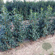 Prunus l. 'Angustifolia' 100-125 cm met kluit
