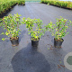 Prunus l. 'Angustifolia' 40-60 cm 3,0L
