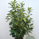 Prunus l. 'Novita' 100-125 cm 10L
