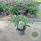 Salvia Love and Wishes 30-40 cm 2,0L