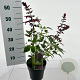 Salvia Love and Wishes 30-40 cm 2,0L