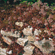 Sedum album 'Coral Carpet' GM P9