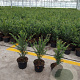 Taxus baccata 30-40 cm 2,0L