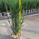 Taxus baccata 30-40 cm 2,0L