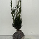 Taxus media 'Hillii' 40-50 cm met kluit