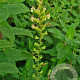 Teucrium scorodonia GM P9
