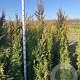 Thuja pl. 'Martin' 200-225 cm met kluit