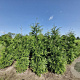 Thuja pl. 'Martin' 200-225 cm met kluit