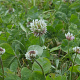 Trifolium repens 'Green Ice' GM P9