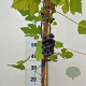 Vitis 'Boskoop Glory' 150-175 cm 5,0L