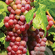 Vitis 'Suffolk Red' 150-175 cm vierkant rond 5,5L