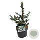 Abies k. 'Silberlocke' 30-40 cm 4,5L