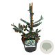 Abies k. 'Silberlocke' 30-40 cm 4,5L