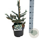 Abies k. 'Silberlocke' 30-40 cm 4,5L