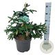 Picea a. 'Acrocona' 30-40 cm 6,5L