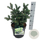 Picea pungens 'Lucky Strike' 30-40 cm 6,5L