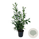 Prunus l. 'Caucasica' 80-100 cm 6L