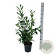 Prunus l. 'Caucasica' 80-100 cm 6L