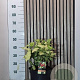 Aucuba jap. 'Variegata' 40-50 cm 7,5L