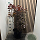 Cotinus cog. 'Royal Purple' 60-70 cm 7,5L