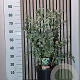 Eucalyptus gunnii 35-40 cm 7,5L
