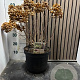 Hydrangea pan. Little Fresco 60-70 cm 7,5L