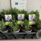 Lavandula ang. 'Dwarf Blue' 10-15 cm C1.5