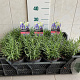 Lavandula ang. 'Hidcote' 10-15 cm C1.5
