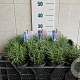 Lavandula ang. 'Munstead' 10-15 cm C1.5