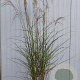Miscanthus sin. 'Gracillimus' 100-120 cm 5,0L