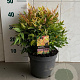 Nandina d. 'Gulf Stream' 70-80 cm met kluit