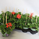 Pelargonium peltatum rood GM P12