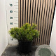 Pinus mugo mugo 40-45 cm 7,5L